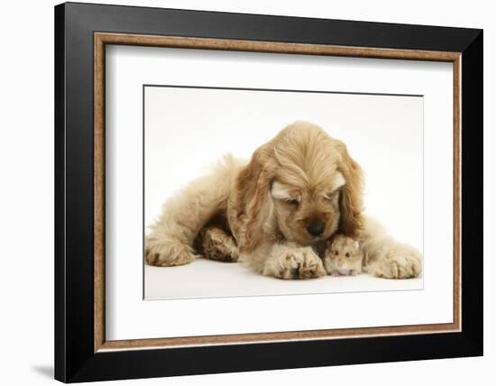 Buff American Cocker Spaniel Puppy, China, 10 Weeks, with a Dwarf Russian Hamster-Mark Taylor-Framed Photographic Print