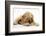 Buff American Cocker Spaniel Puppy, China, 10 Weeks, with a Dwarf Russian Hamster-Mark Taylor-Framed Photographic Print