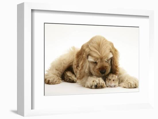 Buff American Cocker Spaniel Puppy, China, 10 Weeks, with a Dwarf Russian Hamster-Mark Taylor-Framed Photographic Print