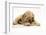 Buff American Cocker Spaniel Puppy, China, 10 Weeks, with a Dwarf Russian Hamster-Mark Taylor-Framed Photographic Print