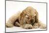 Buff American Cocker Spaniel Puppy, China, 10 Weeks, with a Dwarf Russian Hamster-Mark Taylor-Mounted Photographic Print