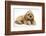 Buff American Cocker Spaniel Puppy, China, 10 Weeks, with a Dwarf Russian Hamster-Mark Taylor-Framed Photographic Print