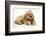 Buff American Cocker Spaniel Puppy, China, 10 Weeks, with a Dwarf Russian Hamster-Mark Taylor-Framed Photographic Print