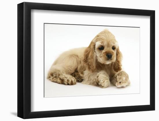 Buff American Cocker Spaniel Puppy, China, 10 Weeks, with a Dwarf Russian Hamster-Mark Taylor-Framed Photographic Print