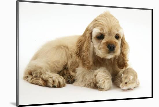 Buff American Cocker Spaniel Puppy, China, 10 Weeks, with a Dwarf Russian Hamster-Mark Taylor-Mounted Photographic Print