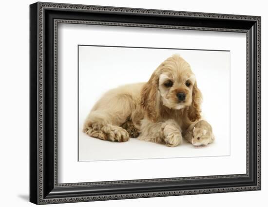 Buff American Cocker Spaniel Puppy, China, 10 Weeks, with a Dwarf Russian Hamster-Mark Taylor-Framed Photographic Print