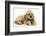 Buff American Cocker Spaniel Puppy, China, 10 Weeks, with a Dwarf Russian Hamster-Mark Taylor-Framed Photographic Print