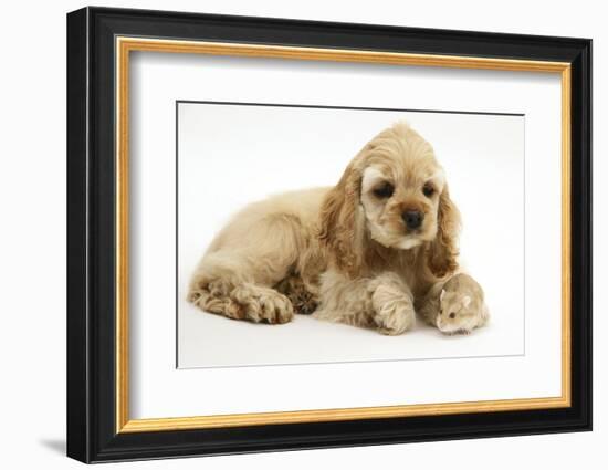 Buff American Cocker Spaniel Puppy, China, 10 Weeks, with a Dwarf Russian Hamster-Mark Taylor-Framed Photographic Print