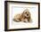 Buff American Cocker Spaniel Puppy, China, 10 Weeks, with a Dwarf Russian Hamster-Mark Taylor-Framed Photographic Print