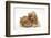 Buff American Cocker Spaniel Puppy, China, 10 Weeks, with Sandy Lionhead-Cross Rabbit-Mark Taylor-Framed Photographic Print