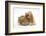 Buff American Cocker Spaniel Puppy, China, 10 Weeks, with Sandy Lionhead-Cross Rabbit-Mark Taylor-Framed Photographic Print