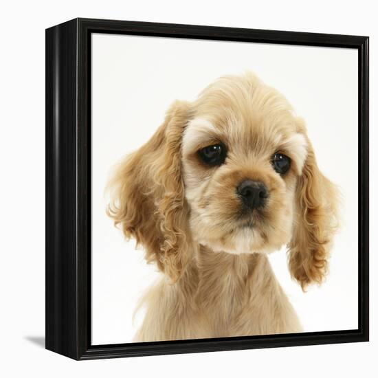 Buff American Cocker Spaniel Puppy, China, 10 Weeks-Mark Taylor-Framed Premier Image Canvas