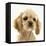 Buff American Cocker Spaniel Puppy, China, 10 Weeks-Mark Taylor-Framed Premier Image Canvas