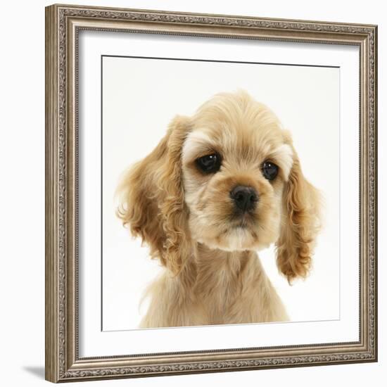 Buff American Cocker Spaniel Puppy, China, 10 Weeks-Mark Taylor-Framed Photographic Print