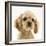 Buff American Cocker Spaniel Puppy, China, 10 Weeks-Mark Taylor-Framed Photographic Print