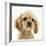 Buff American Cocker Spaniel Puppy, China, 10 Weeks-Mark Taylor-Framed Photographic Print