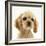 Buff American Cocker Spaniel Puppy, China, 10 Weeks-Mark Taylor-Framed Photographic Print