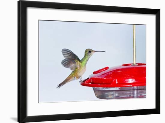 Buff-Bellied Hummingbird (Amazilia Yucatanensis) Landing at Feeder-Larry Ditto-Framed Photographic Print
