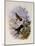 Buff-Breasted Hummingbird, Adelomyia Cervina-John Gould-Mounted Giclee Print