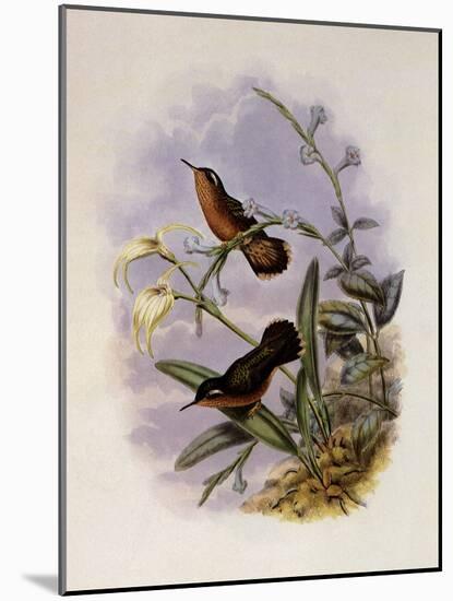 Buff-Breasted Hummingbird, Adelomyia Cervina-John Gould-Mounted Giclee Print