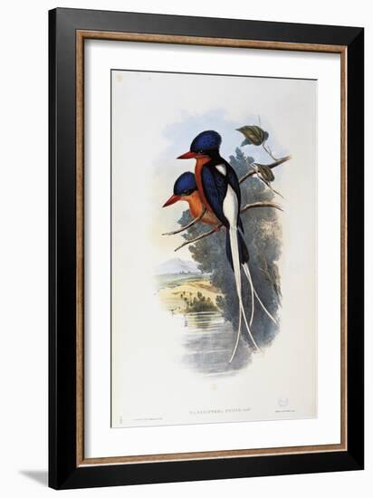 Buff-Breasted Paradise-Kingfisher (Tanysiptera Sylvia)-John Gould-Framed Giclee Print