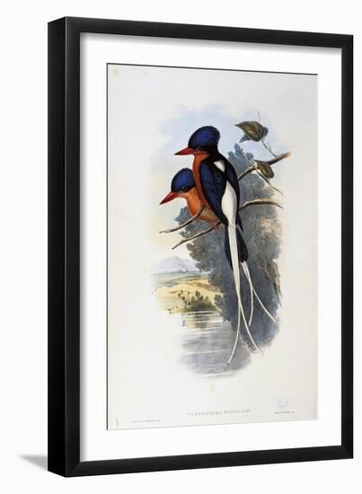 Buff-Breasted Paradise-Kingfisher (Tanysiptera Sylvia)-John Gould-Framed Giclee Print