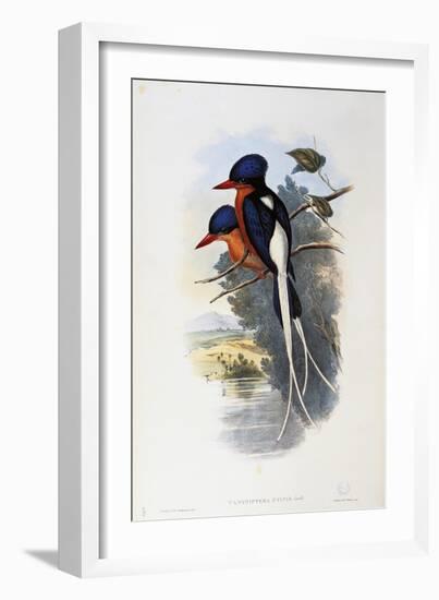 Buff-Breasted Paradise-Kingfisher (Tanysiptera Sylvia)-John Gould-Framed Giclee Print