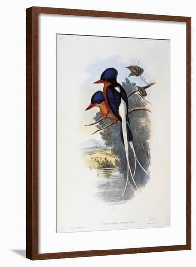 Buff-Breasted Paradise-Kingfisher (Tanysiptera Sylvia)-John Gould-Framed Giclee Print