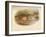 Buff-Breasted Sandpiper (Tringites rufescns), Bartrams Sandpiper (Bartramia longicauda), 1900, (1-Charles Whymper-Framed Giclee Print