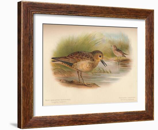 Buff-Breasted Sandpiper (Tringites rufescns), Bartrams Sandpiper (Bartramia longicauda), 1900, (1-Charles Whymper-Framed Giclee Print