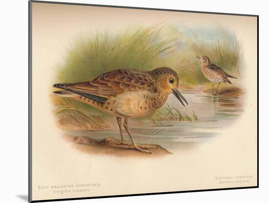 Buff-Breasted Sandpiper (Tringites rufescns), Bartrams Sandpiper (Bartramia longicauda), 1900, (1-Charles Whymper-Mounted Giclee Print