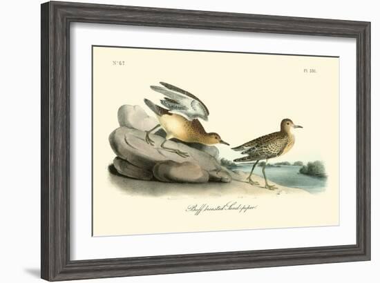 Buff breasted Sandpiper-John James Audubon-Framed Art Print