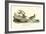 Buff breasted Sandpiper-John James Audubon-Framed Art Print