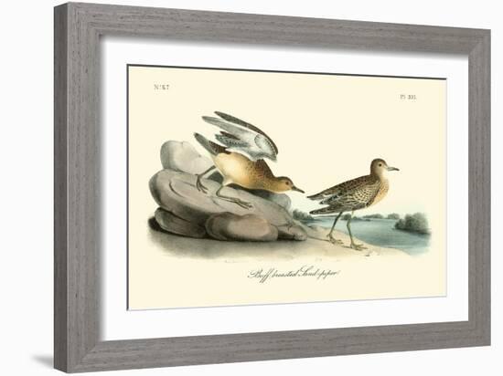 Buff breasted Sandpiper-John James Audubon-Framed Art Print