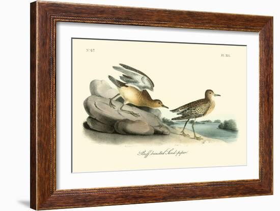 Buff breasted Sandpiper-John James Audubon-Framed Art Print