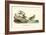 Buff breasted Sandpiper-John James Audubon-Framed Art Print