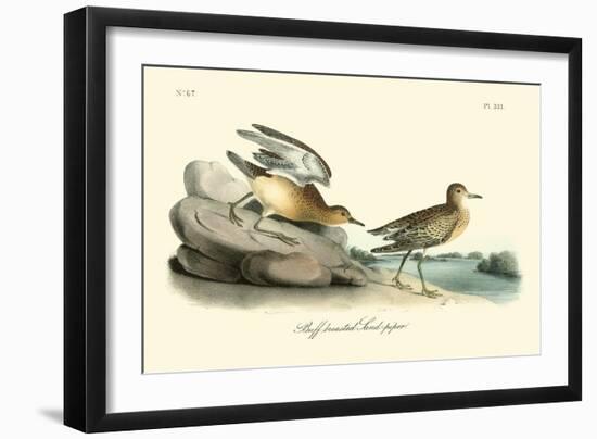 Buff breasted Sandpiper-John James Audubon-Framed Art Print