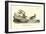 Buff breasted Sandpiper-John James Audubon-Framed Art Print