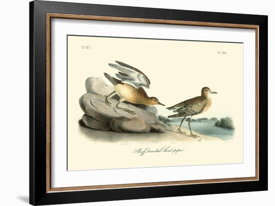 Buff breasted Sandpiper-John James Audubon-Framed Art Print