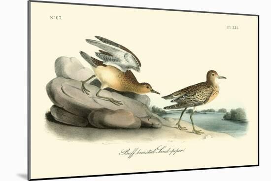 Buff breasted Sandpiper-John James Audubon-Mounted Art Print