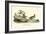 Buff breasted Sandpiper-John James Audubon-Framed Art Print