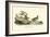 Buff breasted Sandpiper-John James Audubon-Framed Art Print