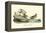 Buff breasted Sandpiper-John James Audubon-Framed Stretched Canvas