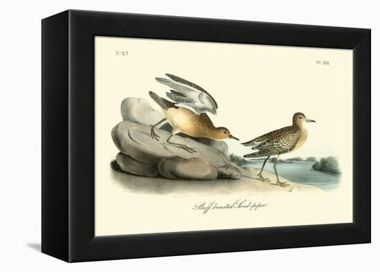 Buff breasted Sandpiper-John James Audubon-Framed Stretched Canvas