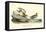 Buff breasted Sandpiper-John James Audubon-Framed Stretched Canvas