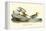 Buff breasted Sandpiper-John James Audubon-Framed Stretched Canvas