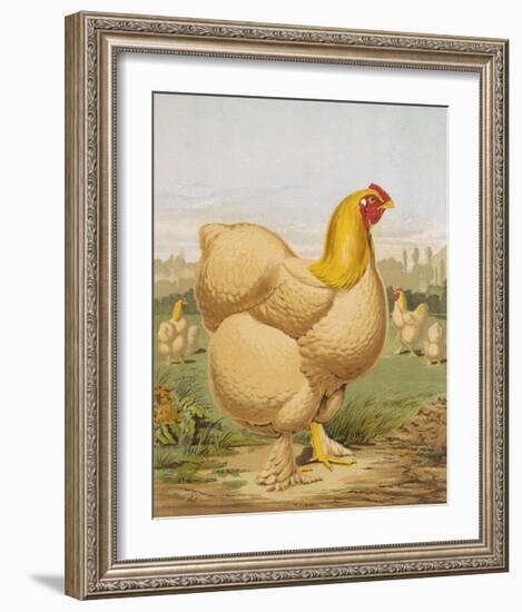 Buff Cochin Hen, "Blossom"-J^ W^ Ludlow-Framed Premium Giclee Print