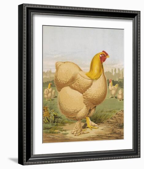 Buff Cochin Hen, "Blossom"-J^ W^ Ludlow-Framed Premium Giclee Print