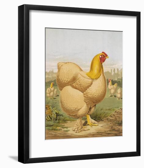 Buff Cochin Hen, "Blossom"-J^ W^ Ludlow-Framed Premium Giclee Print