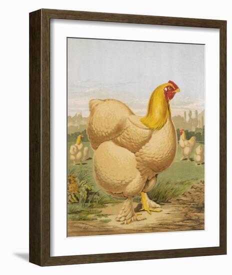 Buff Cochin Hen, "Blossom"-J^ W^ Ludlow-Framed Premium Giclee Print